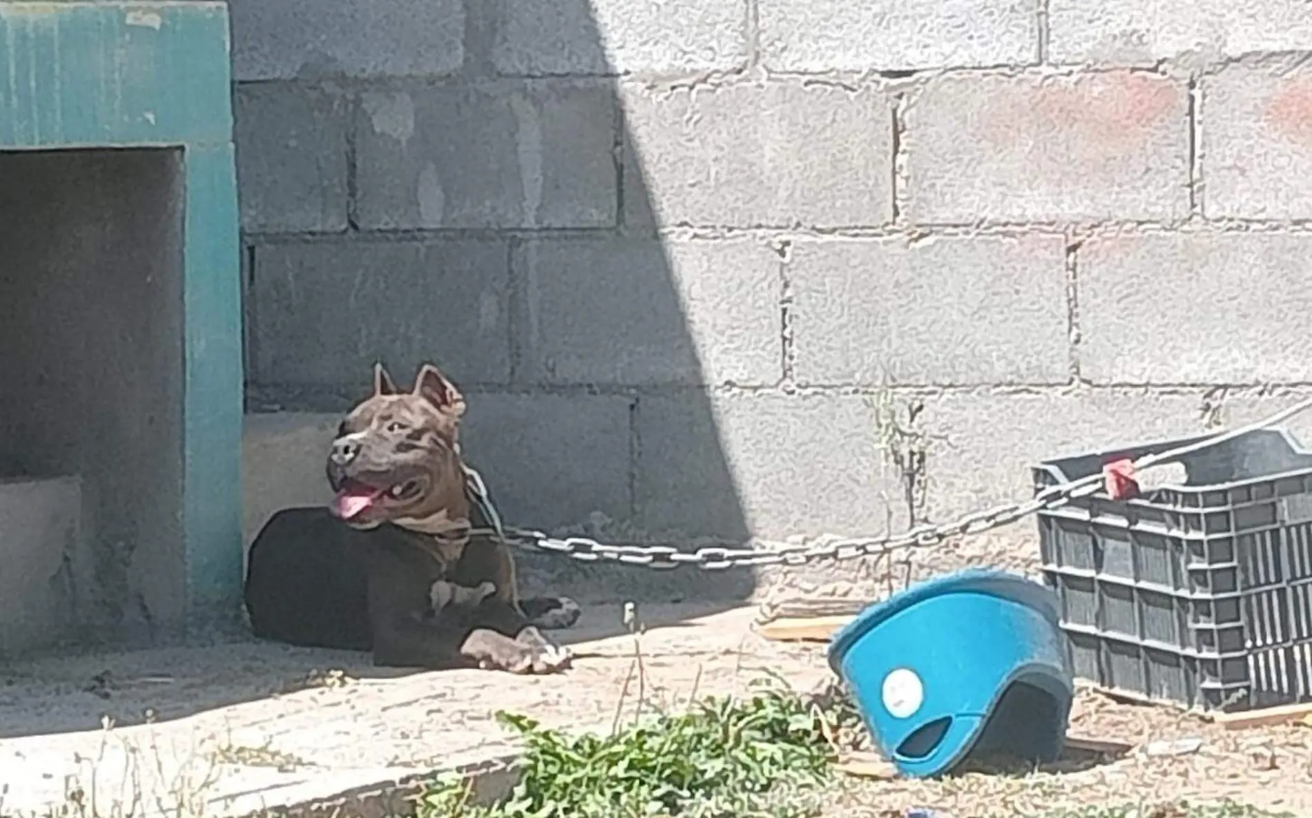 maltrato perros